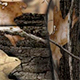 Coverking RealTree Camo Seat Covers