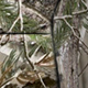 Coverking RealTree Camo Seat Covers